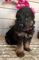 Pink Collar Female Puppy, a female German Shepherd Dog for sale in Morrisville, MO – Photo 4 of 6