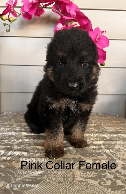 Pink Collar Female Puppy – German Shepherd Dog puppy for sale in Morrisville, MO