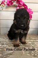 Pink Collar Female Puppy, a female German Shepherd Dog for sale in Morrisville, MO – Photo 1 of 6