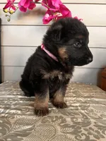 Pink Collar Female Puppy, a female German Shepherd Dog for sale in Morrisville, MO – Photo 2 of 6
