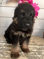 Pink Collar Female Puppy, a female German Shepherd Dog for sale in Morrisville, MO – Photo 5 of 6