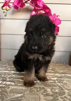 Pink Collar Female Puppy, a female German Shepherd Dog for sale in Morrisville, MO – Photo 3 of 6
