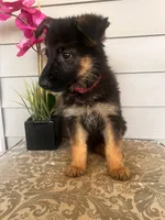 Pink Collar Female, a female German Shepherd Dog for sale in Morrisville, MO – 3 of 6