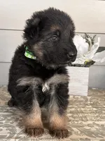 Green Collar Male, a male German Shepherd Dog for sale in Morrisville, MO – Photo 4 of 7