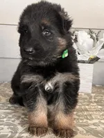 Green Collar Male, a male German Shepherd Dog for sale in Morrisville, MO – Photo 3 of 7