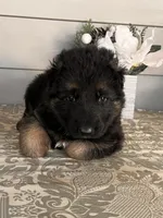 Green Collar Male, a male German Shepherd Dog for sale in Morrisville, MO – Photo 2 of 7