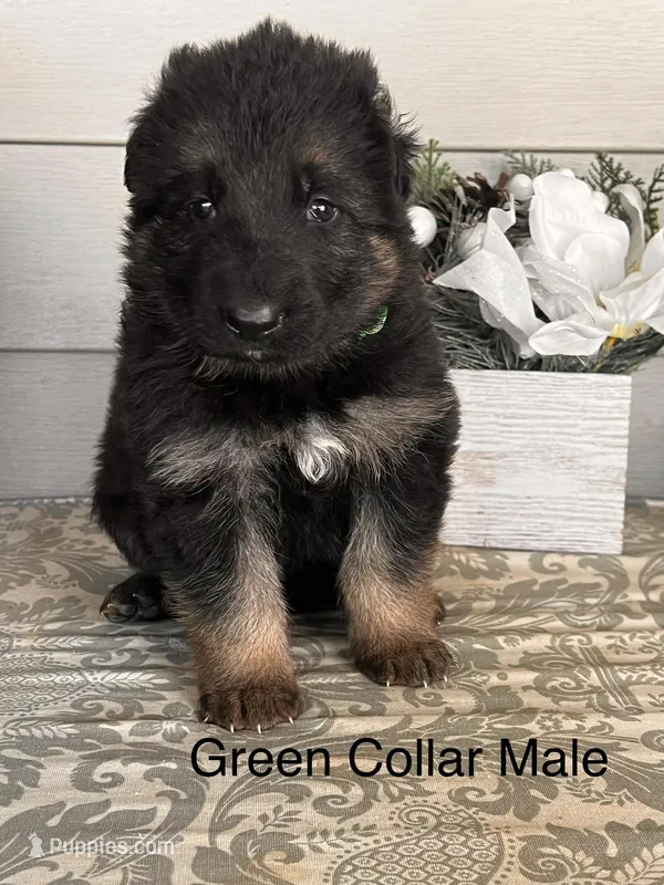 Green Collar Male – German Shepherd Dog puppy for sale in Morrisville, MO