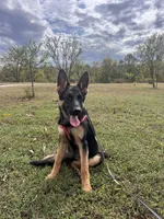 Purple Collar Female, a female German Shepherd Dog for sale in Morrisville, MO – 3 of 8