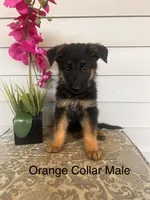 Orange Collar Male, a female German Shepherd Dog for sale in Morrisville, MO – 1 of 5