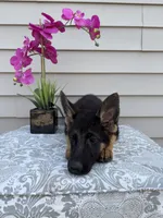 Purple Collar Female , a female German Shepherd Dog for sale in Morrisville, MO – 2 of 7