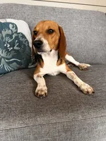 Red Collar Female, a female Beagle for sale in Morrisville, MO – Photo 5 of 6