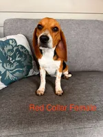 Red Collar Female, a female Beagle for sale in Morrisville, MO – Photo 1 of 6