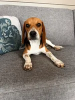 Red Collar Female, a female Beagle for sale in Morrisville, MO – Photo 4 of 6