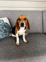 Red Collar Female, a female Beagle for sale in Morrisville, MO – Photo 2 of 6