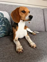 Red Collar Female, a female Beagle for sale in Morrisville, MO – Photo 3 of 6