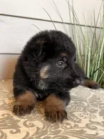 Black Collar Male, a female German Shepherd Dog for sale in Morrisville, MO – Photo 5 of 6