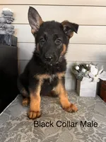 Black Collar Male, a female German Shepherd Dog for sale in Morrisville, MO – 1 of 5
