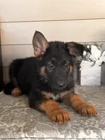 Black Collar Male, a female German Shepherd Dog for sale in Morrisville, MO – 5 of 5
