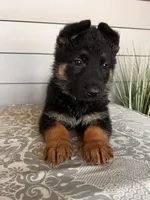 Black Collar Male, a female German Shepherd Dog for sale in Morrisville, MO – Photo 5 of 5