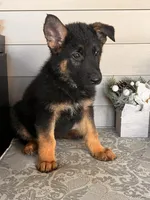 Black Collar Male, a female German Shepherd Dog for sale in Morrisville, MO – 2 of 5