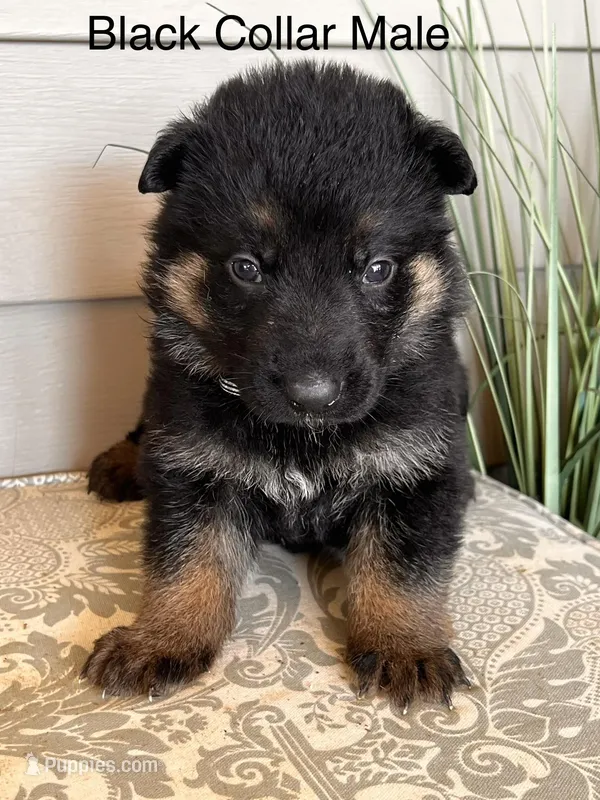 Black Collar Male – German Shepherd Dog puppy for sale in Morrisville, MO