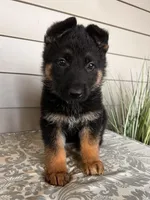 Black Collar Male, a female German Shepherd Dog for sale in Morrisville, MO – Photo 3 of 5