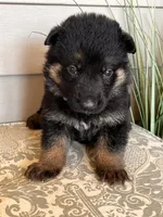 Black Collar Male, a female German Shepherd Dog for sale in Morrisville, MO – Photo 2 of 6