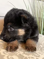 Black Collar Male, a female German Shepherd Dog for sale in Morrisville, MO – Photo 4 of 6