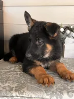 Black Collar Male, a female German Shepherd Dog for sale in Morrisville, MO – 3 of 5