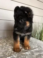 Black Collar Male, a female German Shepherd Dog for sale in Morrisville, MO – Photo 2 of 5