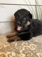 Black Collar Male, a female German Shepherd Dog for sale in Morrisville, MO – Photo 6 of 6