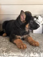 Black Collar Male, a female German Shepherd Dog for sale in Morrisville, MO – 4 of 5