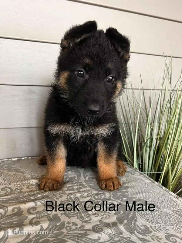 Black Collar Male – German Shepherd Dog puppy for sale in Morrisville, MO