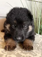 Black Collar Male, a female German Shepherd Dog for sale in Morrisville, MO – Photo 3 of 6