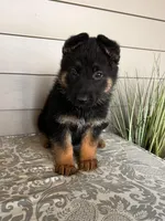 Black Collar Male, a female German Shepherd Dog for sale in Morrisville, MO – Photo 4 of 5