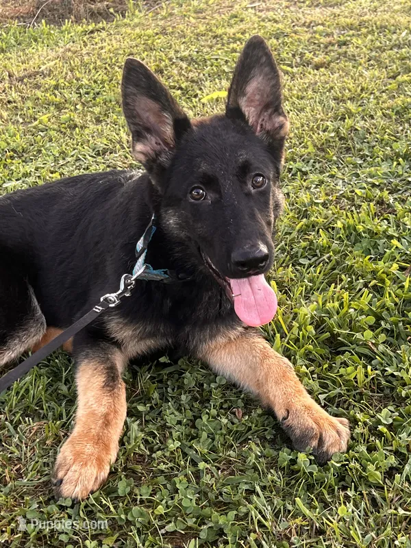 Dark Green Collar Male  – German Shepherd Dog puppy for sale in Morrisville, MO