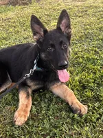 Dark Green Collar Male , a female German Shepherd Dog for sale in Morrisville, MO – 1 of 8