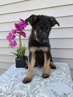 Green Collar Male, a female German Shepherd Dog for sale in Morrisville, MO – 3 of 9