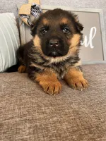 Blue Collar Male Puppy, a male German Shepherd Dog for sale in Morrisville, MO – Photo 9 of 9