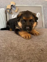 Blue Collar Male Puppy, a male German Shepherd Dog for sale in Morrisville, MO – Photo 6 of 9