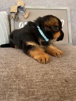 Blue Collar Male Puppy, a male German Shepherd Dog for sale in Morrisville, MO – Photo 7 of 9