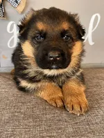 Blue Collar Male Puppy, a male German Shepherd Dog for sale in Morrisville, MO – Photo 8 of 9