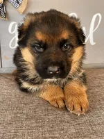 Blue Collar Male Puppy, a male German Shepherd Dog for sale in Morrisville, MO – Photo 4 of 9