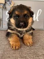 Blue Collar Male Puppy, a male German Shepherd Dog for sale in Morrisville, MO – Photo 5 of 9