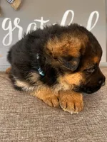 Blue Collar Male Puppy, a male German Shepherd Dog for sale in Morrisville, MO – Photo 2 of 9