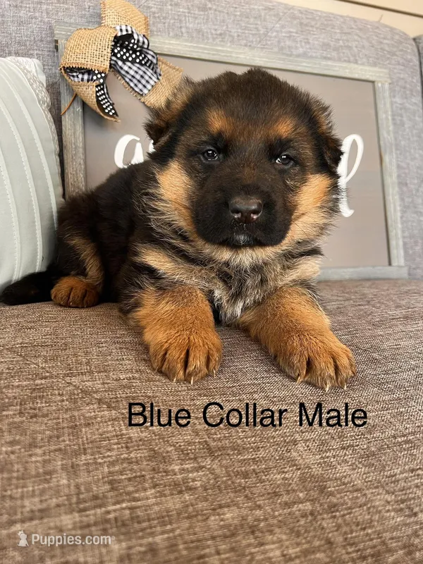 Blue Collar Male Puppy