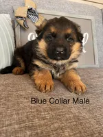 Blue Collar Male Puppy, a male German Shepherd Dog for sale in Morrisville, MO – Photo 1 of 9