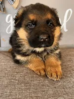 Blue Collar Male Puppy, a male German Shepherd Dog for sale in Morrisville, MO – Photo 3 of 9