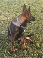 Brown Collar Male, a female German Shepherd Dog for sale in Morrisville, MO – 6 of 6