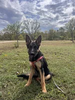 Purple Collar Female, a female German Shepherd Dog for sale in Morrisville, MO – 4 of 8